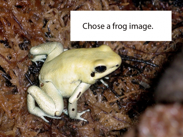 Creation of ladyfrog: Step 1